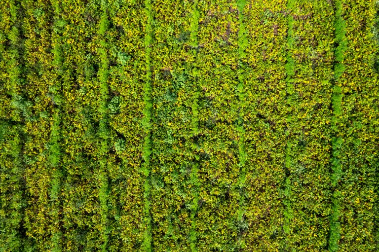Maintenance and Longevity of Moss Walls